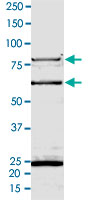 2 &mu;g/lane SDS-PAGE Stained with Coomassie Blue